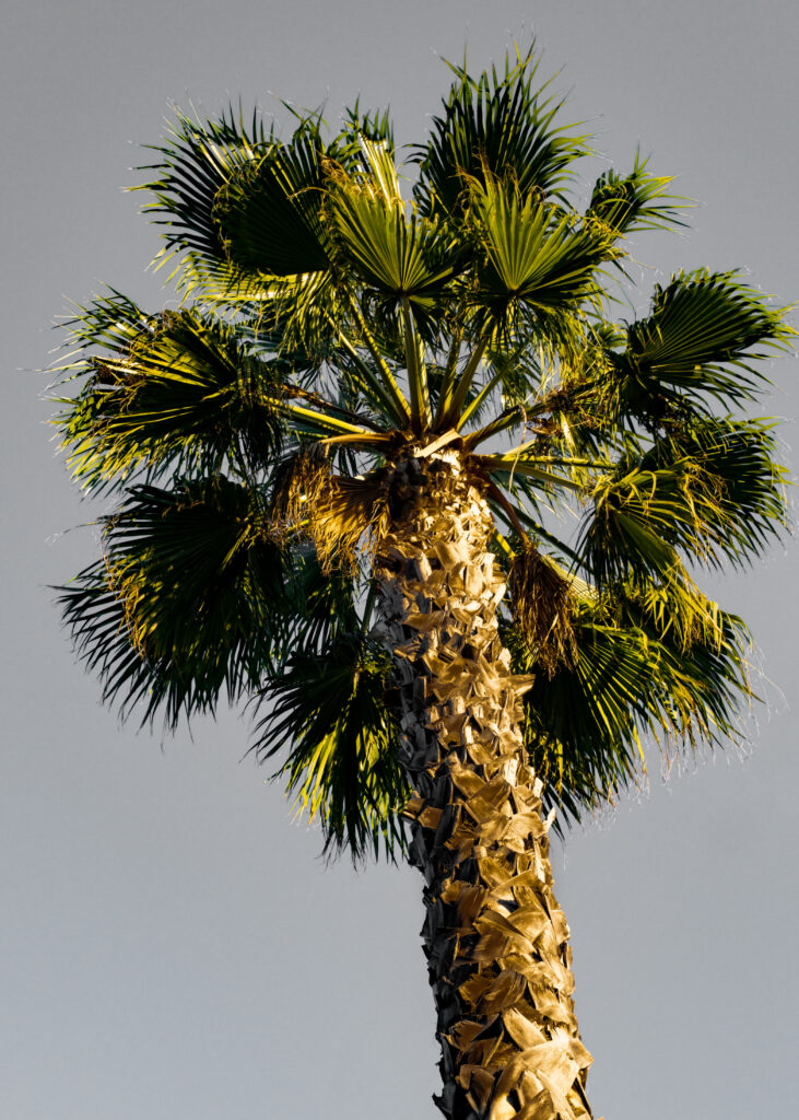 Dramatic bottom view of tall palm tree with textured trunk and vibrant green leaves against sky Wallpaper