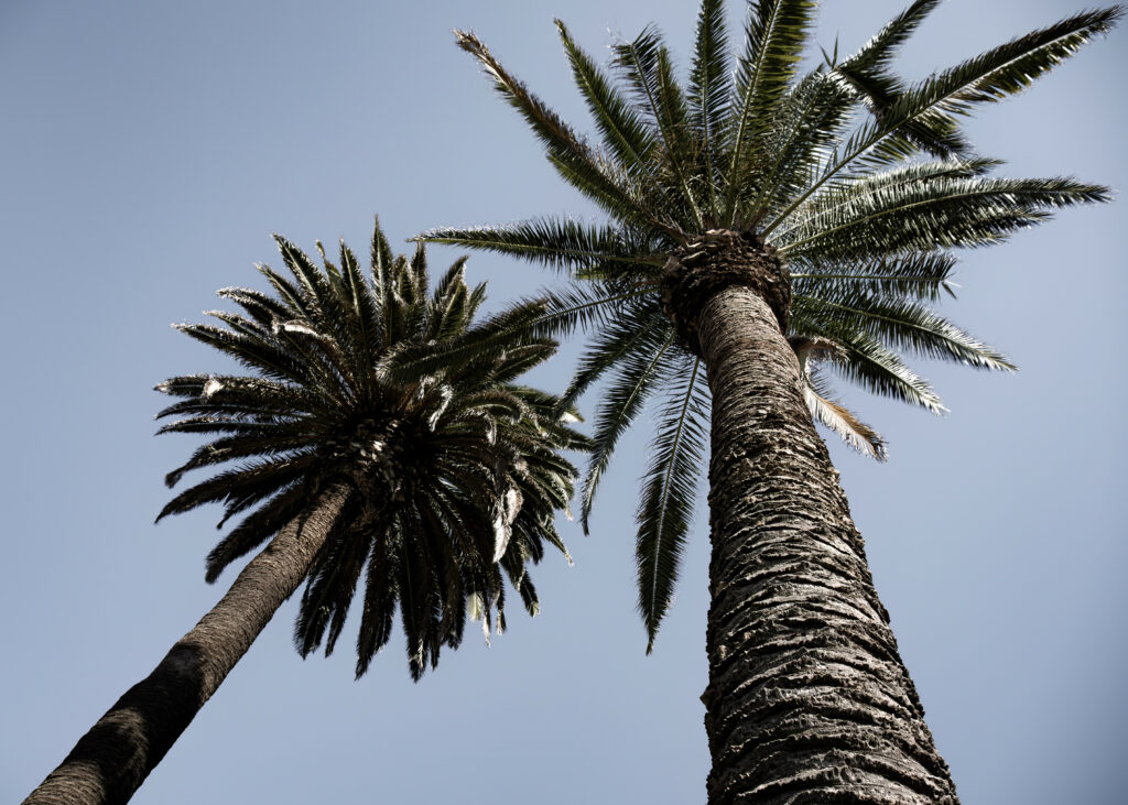 Bottom view of tall textured palm trees with fan-like branches against clear blue sky wallpaper