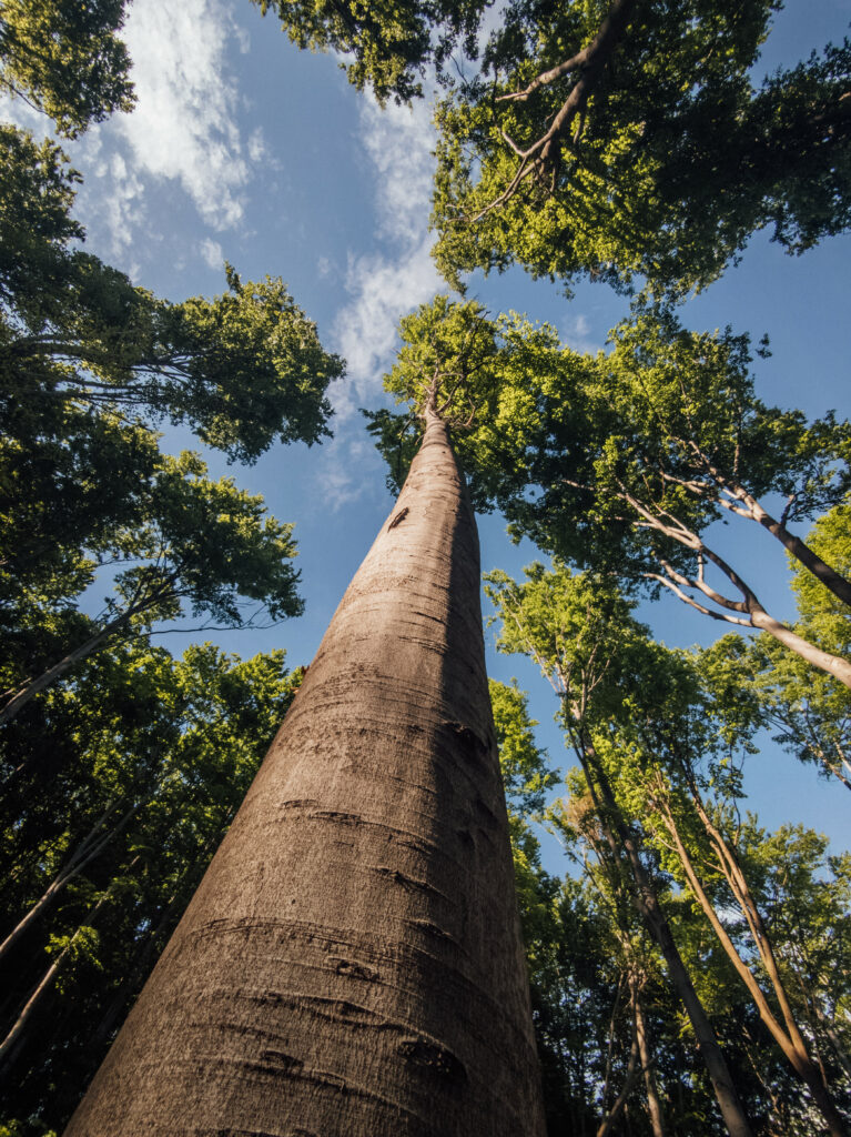 Bottom view of tall trees with green leaves against bright blue sky forest wallpaper background
