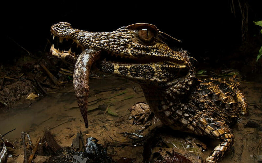 Bold Caiman with Prey: Raw Nature's Drama on Dark Backdrop Wallpaper
