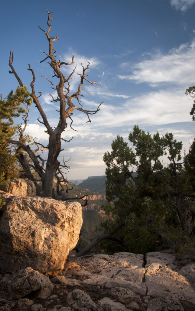 Dramatic canyon landscape with rugged rocks dry tree green foliage and vivid blue sky wallpaper