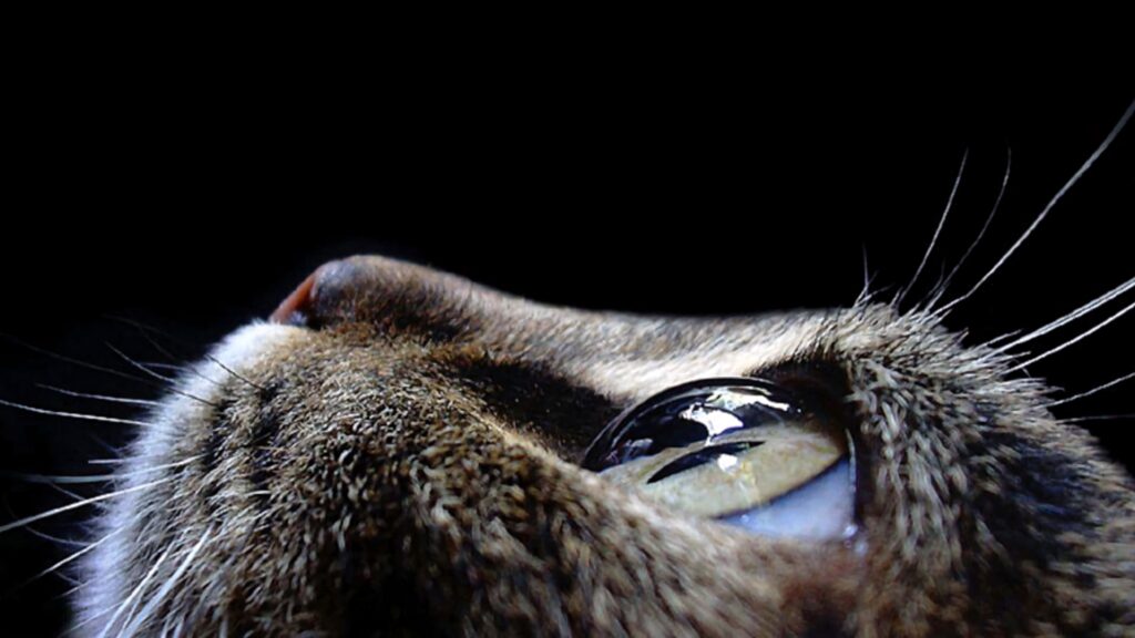 Closeup side profile of cat with luminous eye textured fur dramatic contrast black background Wallpaper