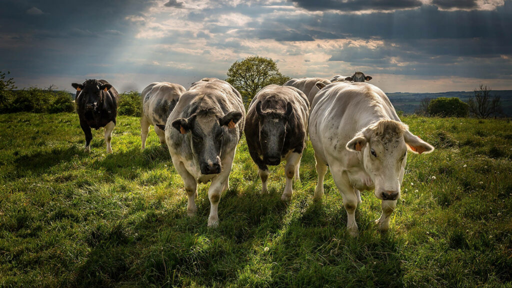 Dynamic Cattle in Lush Pasture: Scenic Wallpaper with Dramatic Sky