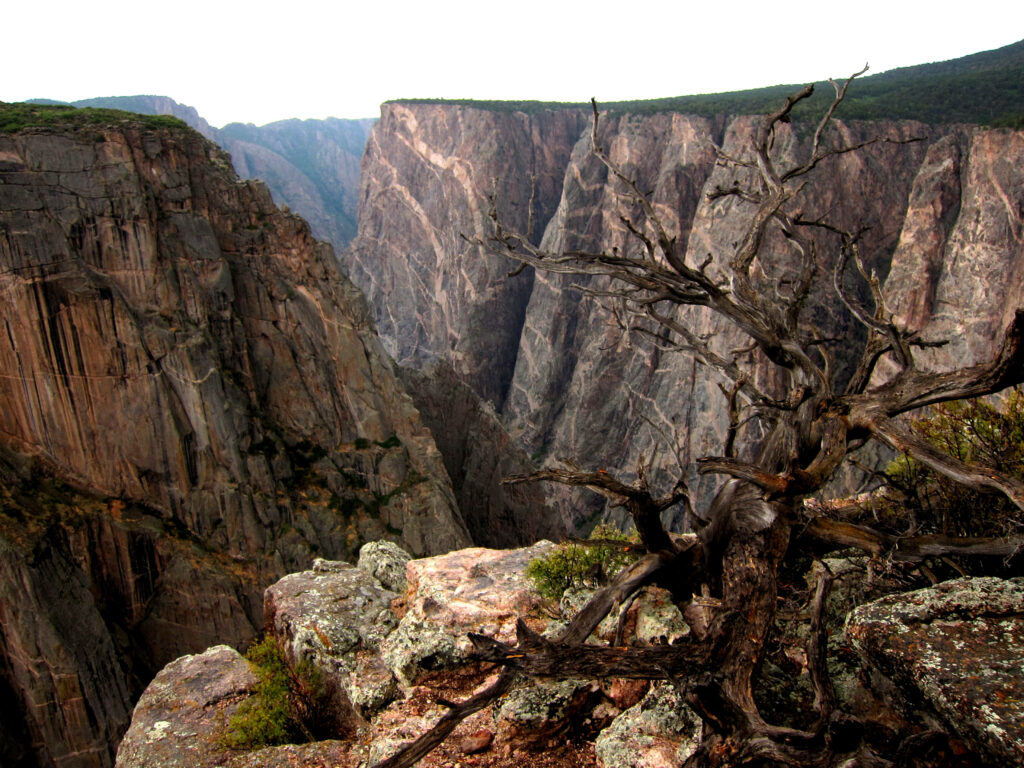 Close up of rugged Black Canyon cliffs and weathered tree showcasing Colorado landscape beauty Wallpaper