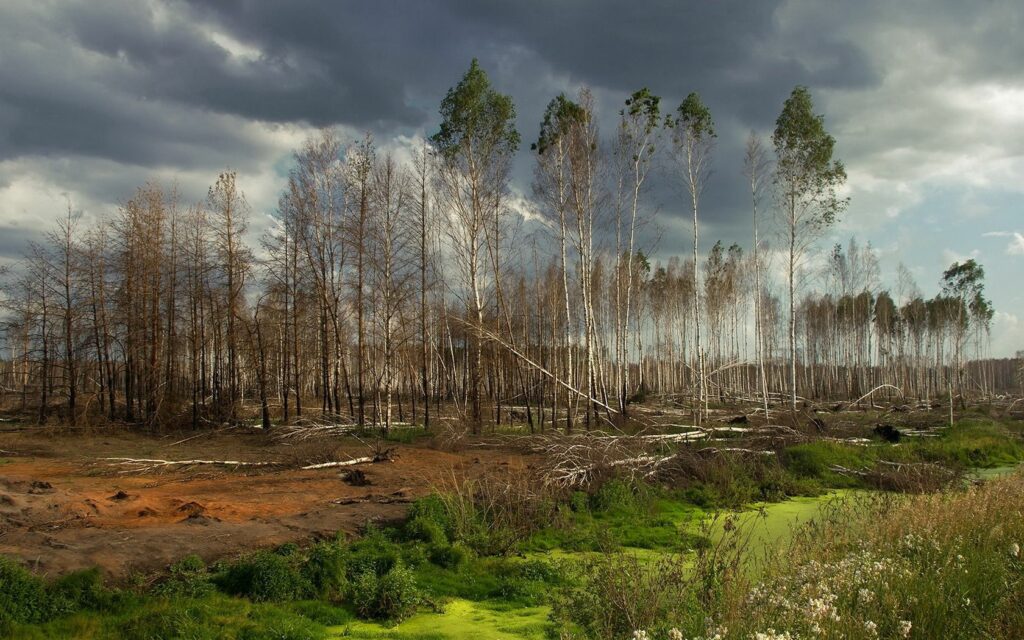 Grove of tall sparse trees with mixed branches under dramatic cloudy sky lush green foreground Wallpaper