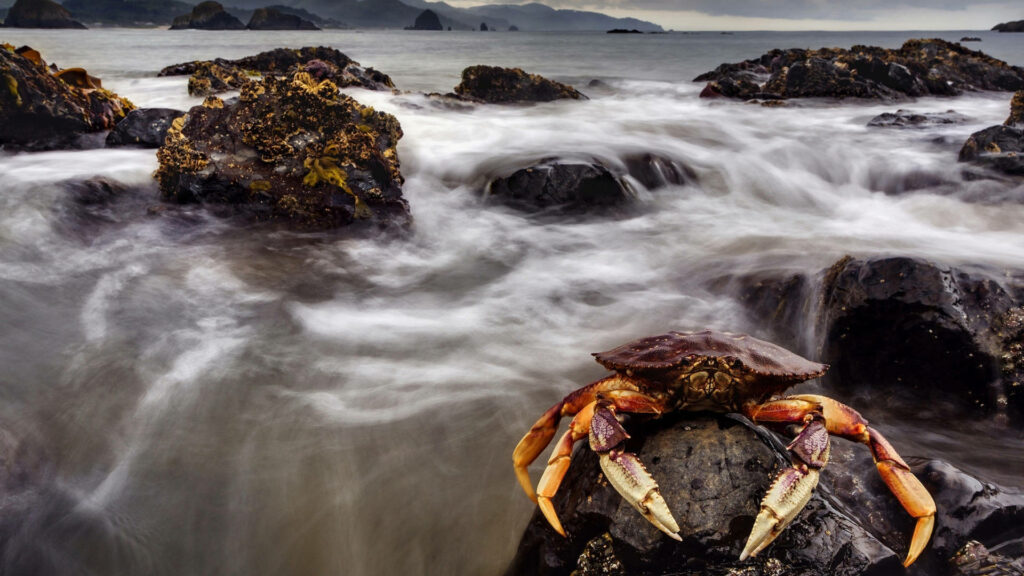 Black crab on rugged rock by misty waves and volcanic stones under cloudy coastal sky wallpaper