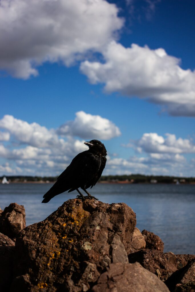 Serene Crow on Rugged Rocks: Stunning Nature Wallpaper Background