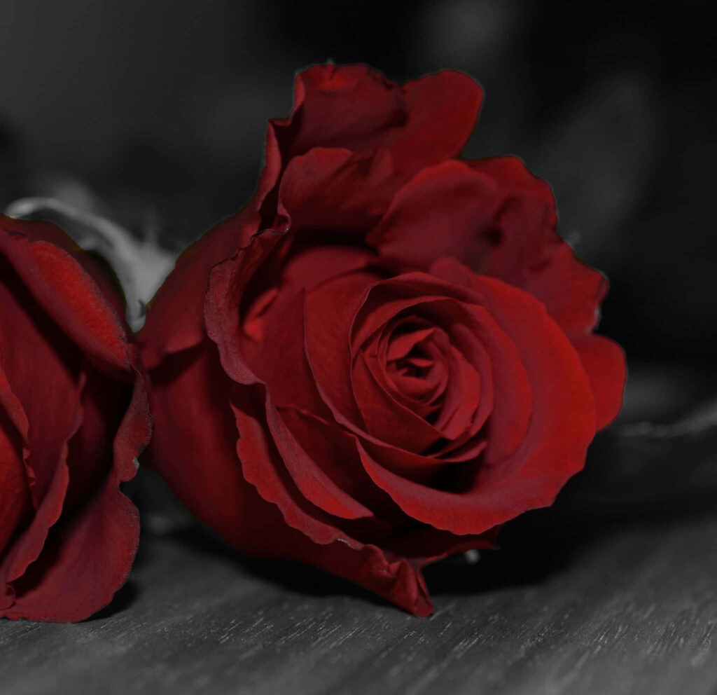 Velvety Dark Red Rose: Romantic Atmosphere with Blurred Background Wallpaper
