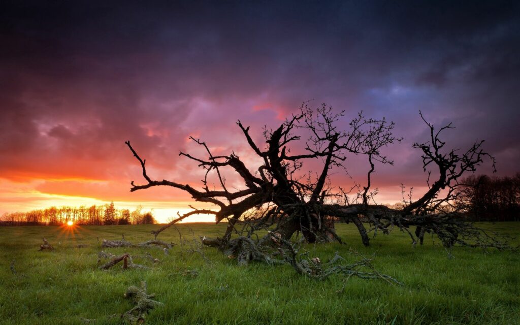 Dead tree with twisted branches on green grass at sunset sky with vibrant orange purple hues wallpaper