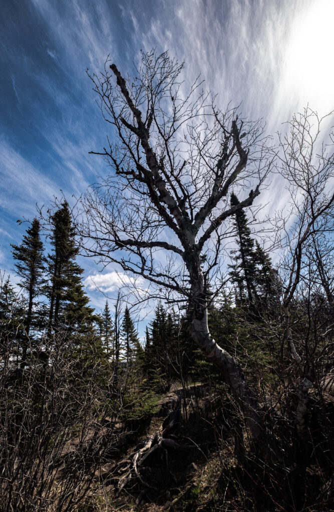 Dramatic dry tree with twisting branches and exposed roots against vibrant blue sky wallpaper