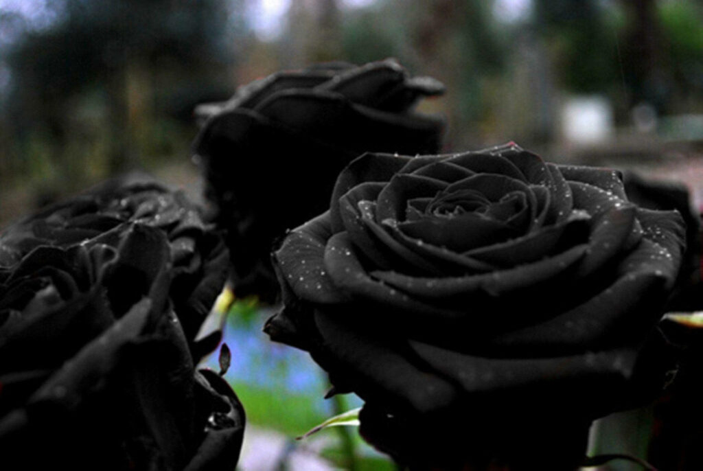 Enchanting Darkness: Large Full-Blown Black Roses Wallpaper