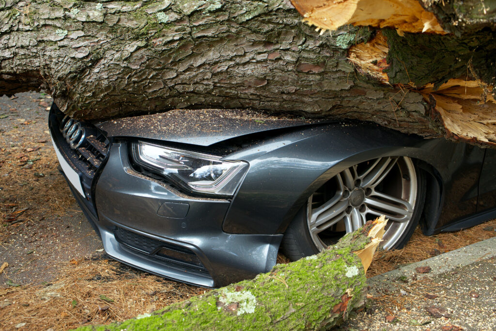 Fallen tree crushing Audi hood and front wheel dramatic car accident wallpaper background