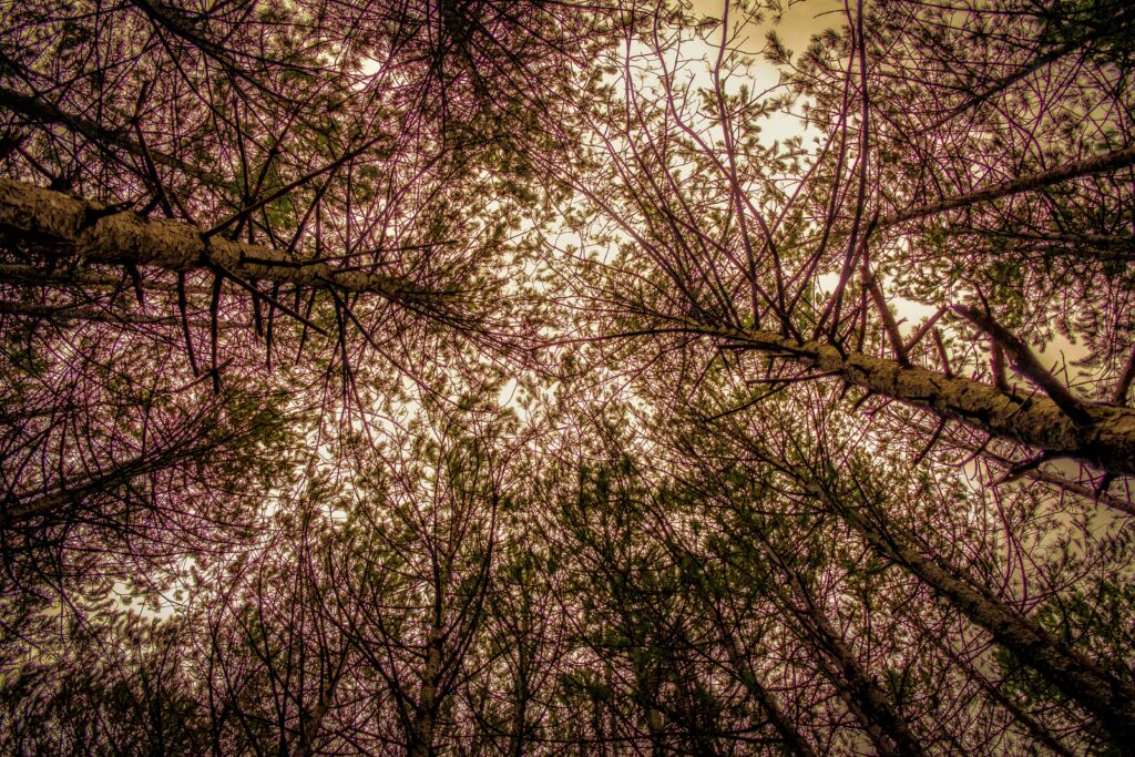 Dramatic forest canopy wallpaper with tall trees and golden warm earthy tones from below view
