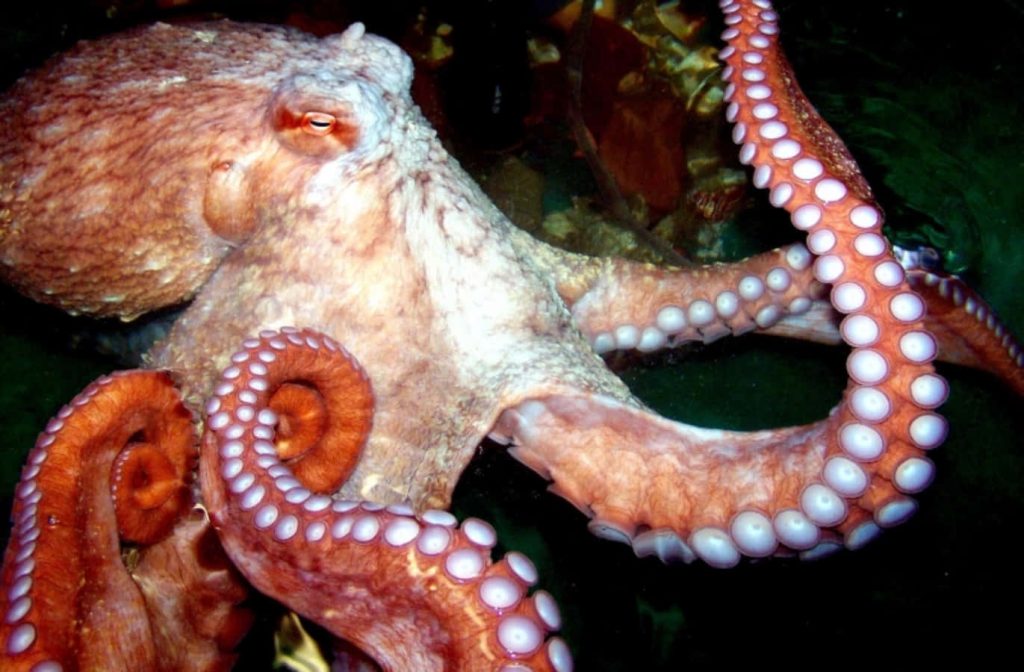 Giant Pacific Octopus close-up with textured reddish skin and pale suckers on dark background Wallpaper