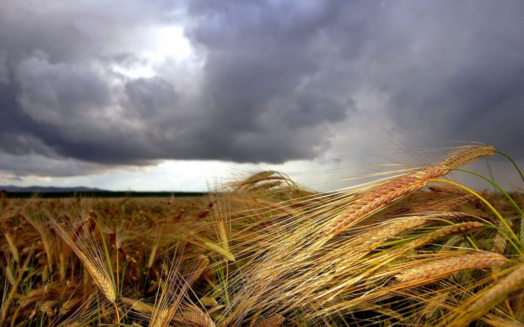 Golden ears of grain in dramatic field under moody cloudy sky with detailed natural textures wallpaper