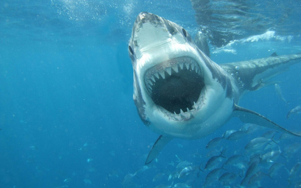 Dramatic Underwater Wallpaper: Great White Shark with Sharp Teeth