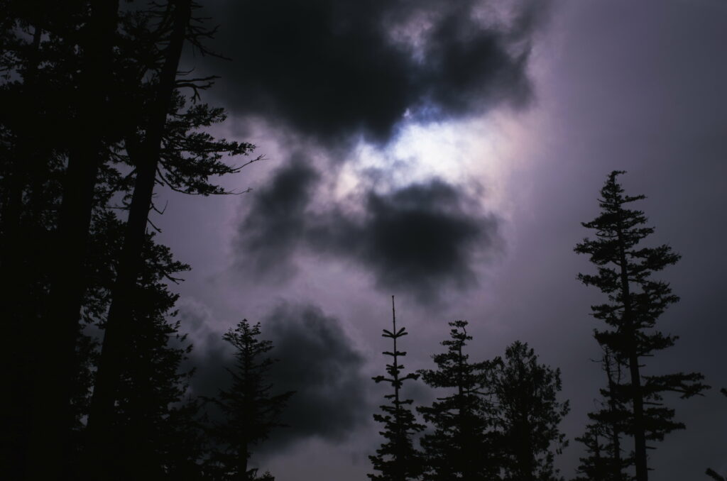 Moody HD Wallpaper: Silhouetted Trees Under a Cloudy Sky Background