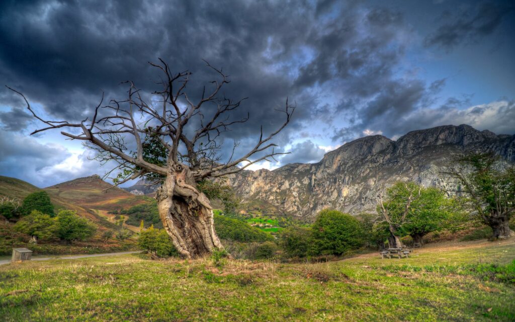 Vibrant HDR wallpaper of gnarled tree lush grass rocks mountains moody cloudy sky wilderness