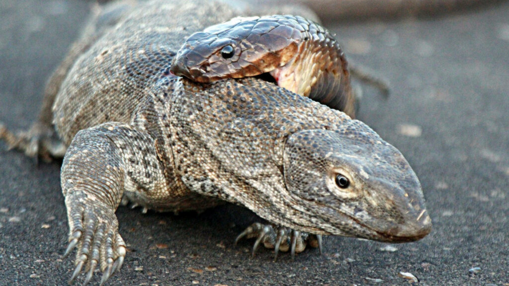 Komodo Dragon vs. King Cobra: Intense Reptile Encounter Wallpaper