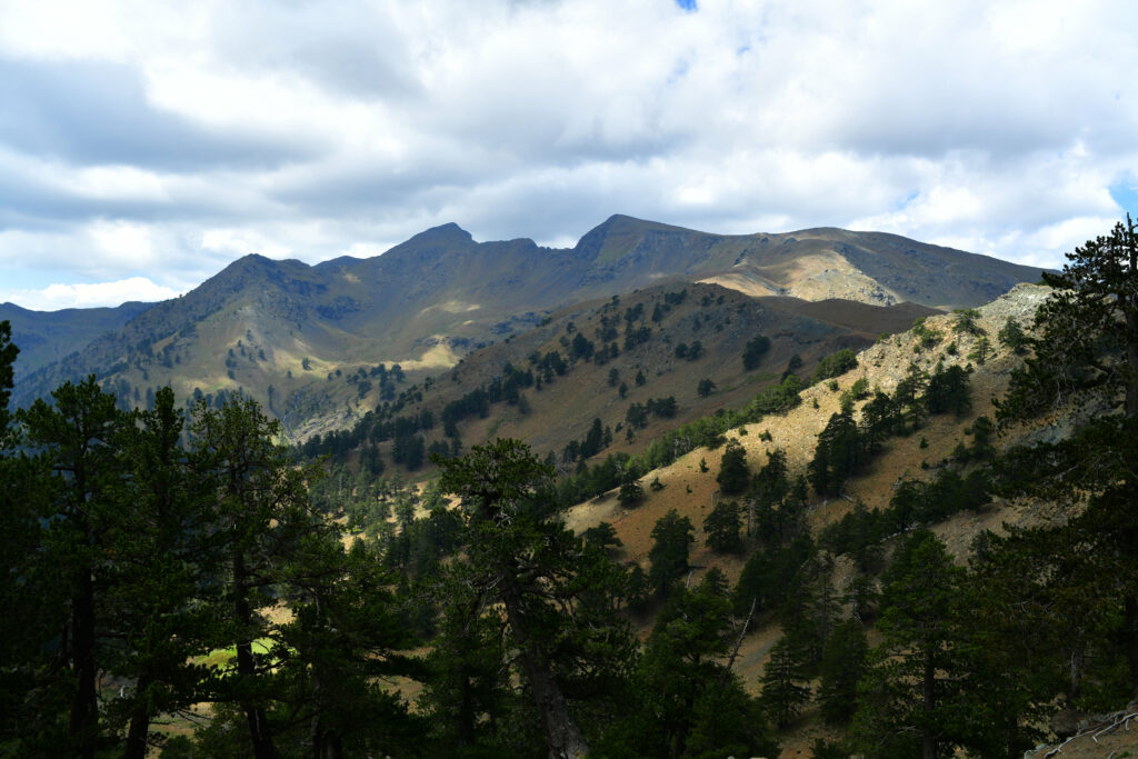Dramatic mountain landscape with spruce trees rugged slopes and rocky terrain under cloudy sky Wallpaper