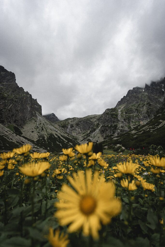 Dramatic mountain landscape with rocky peaks yellow wildflowers under moody overcast sky wallpaper