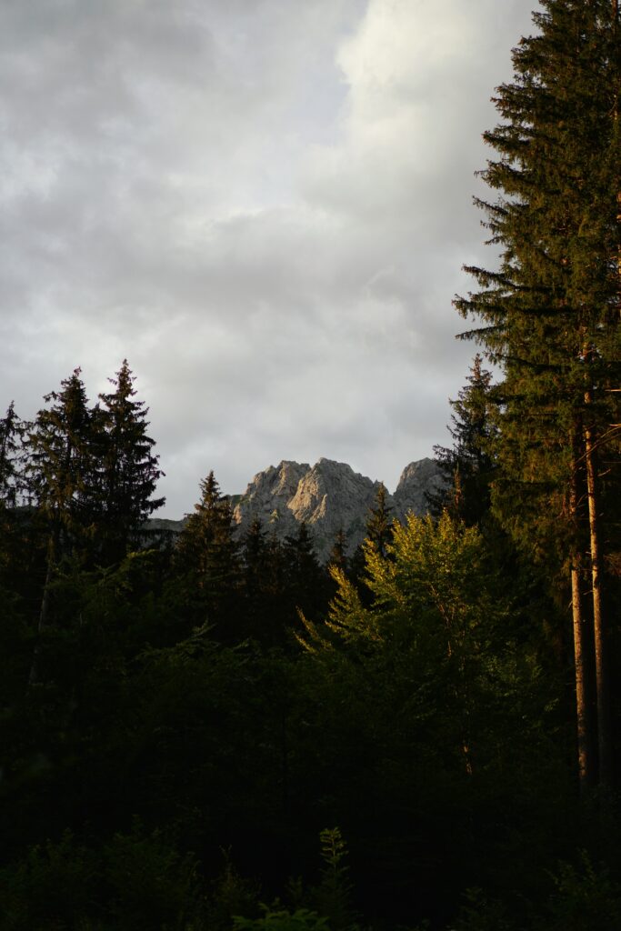 Dramatic mountain peak above lush pine forest bathed in soft natural light under cloudy sky Wallpaper