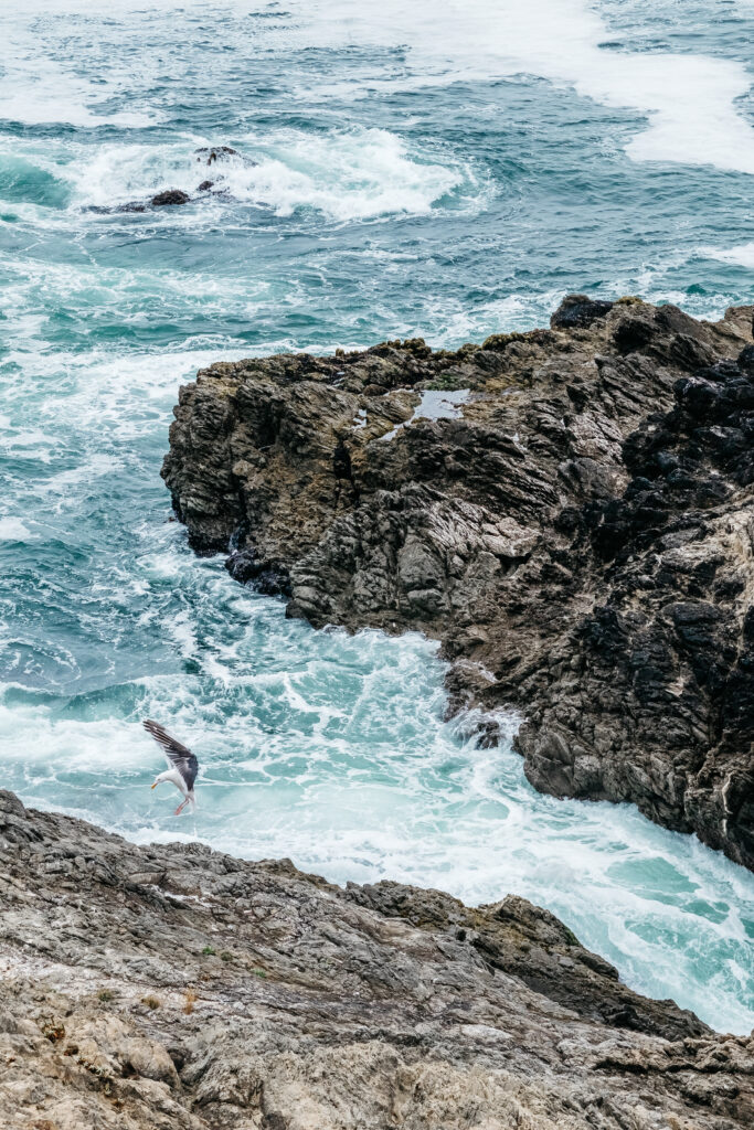 Dramatic ocean waves crash on rugged rocks with a seagull soaring over blue turquoise sea wallpaper