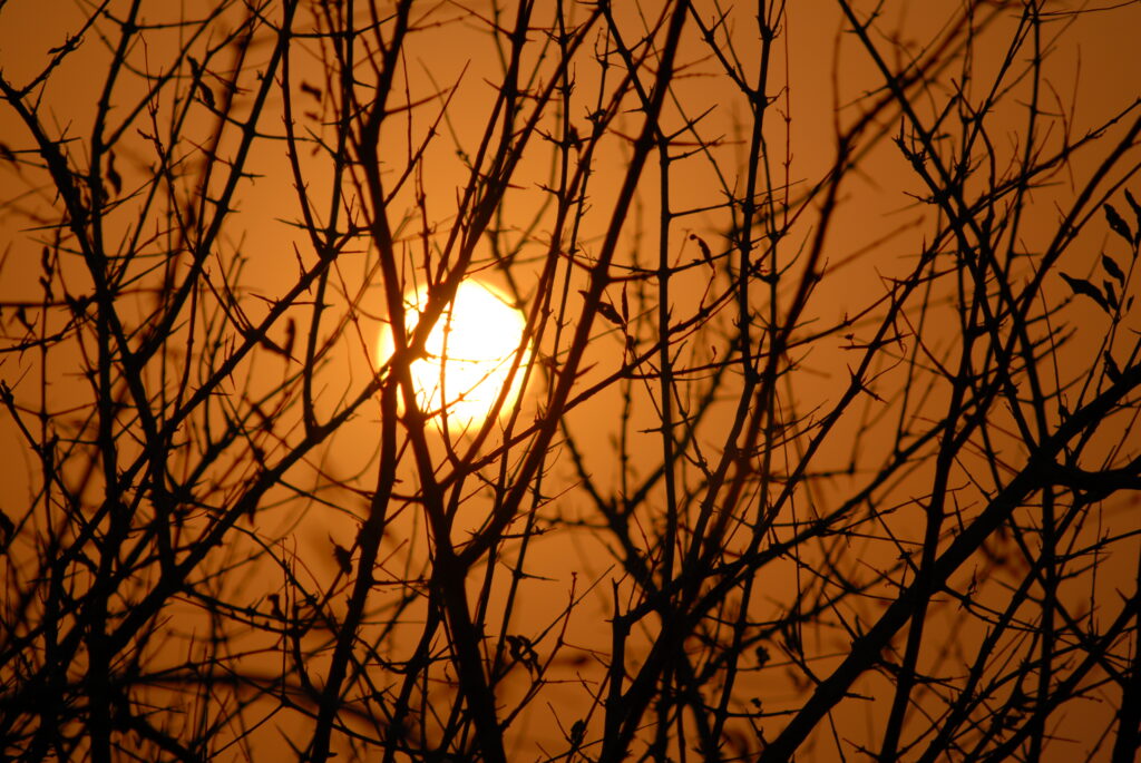Silhouetted leafless tree branches against vibrant orange sunset with glowing sun at dusk wallpaper