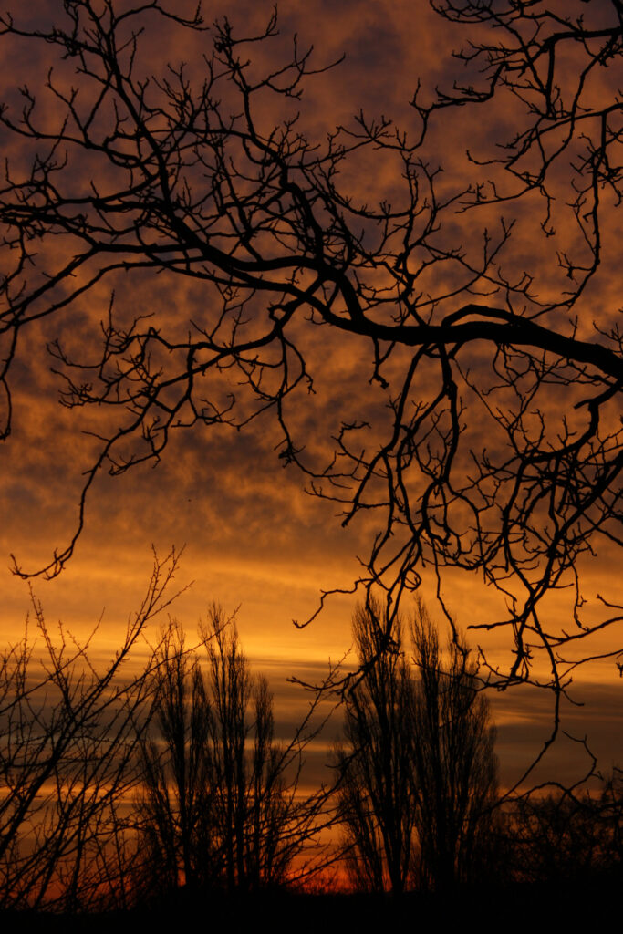 Dramatic orange and gold sunset with silhouetted tree branches and tall slender trees background Wallpaper
