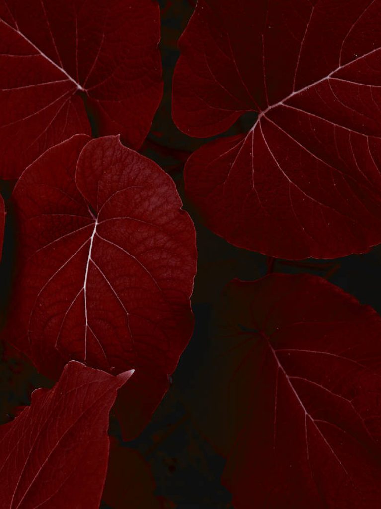 Close-up of deep red leaves with pale veins on dark background minimalist nature wallpaper