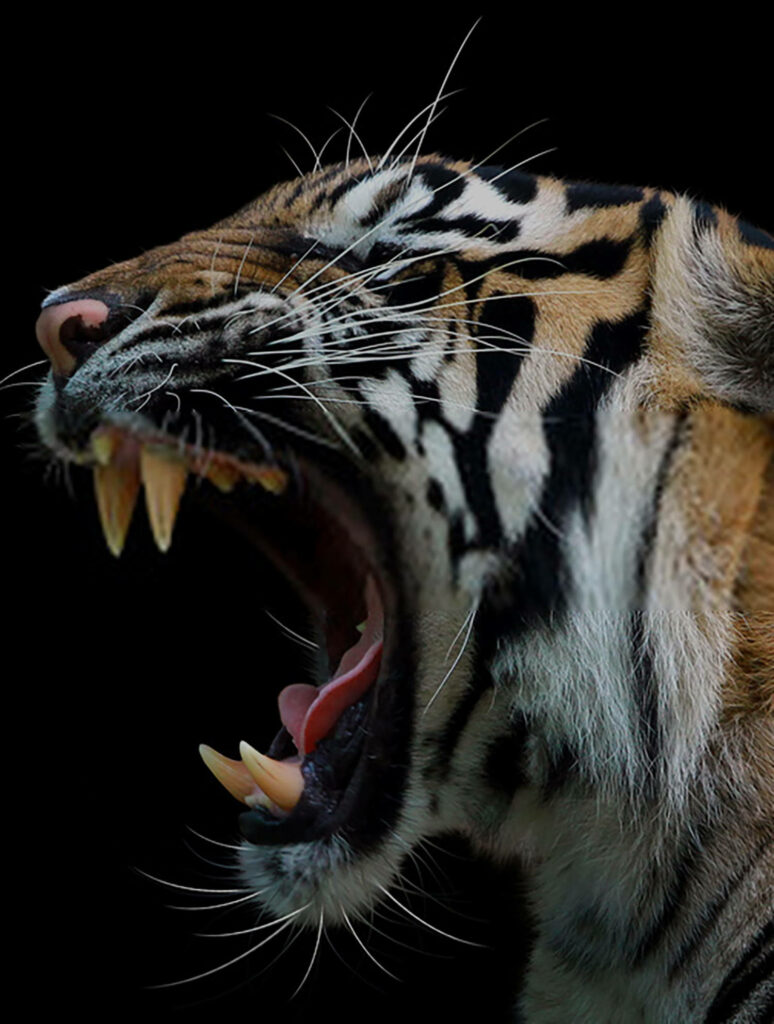 Fierce Roaring Tiger Profile Wallpaper: Dramatic Dark Background