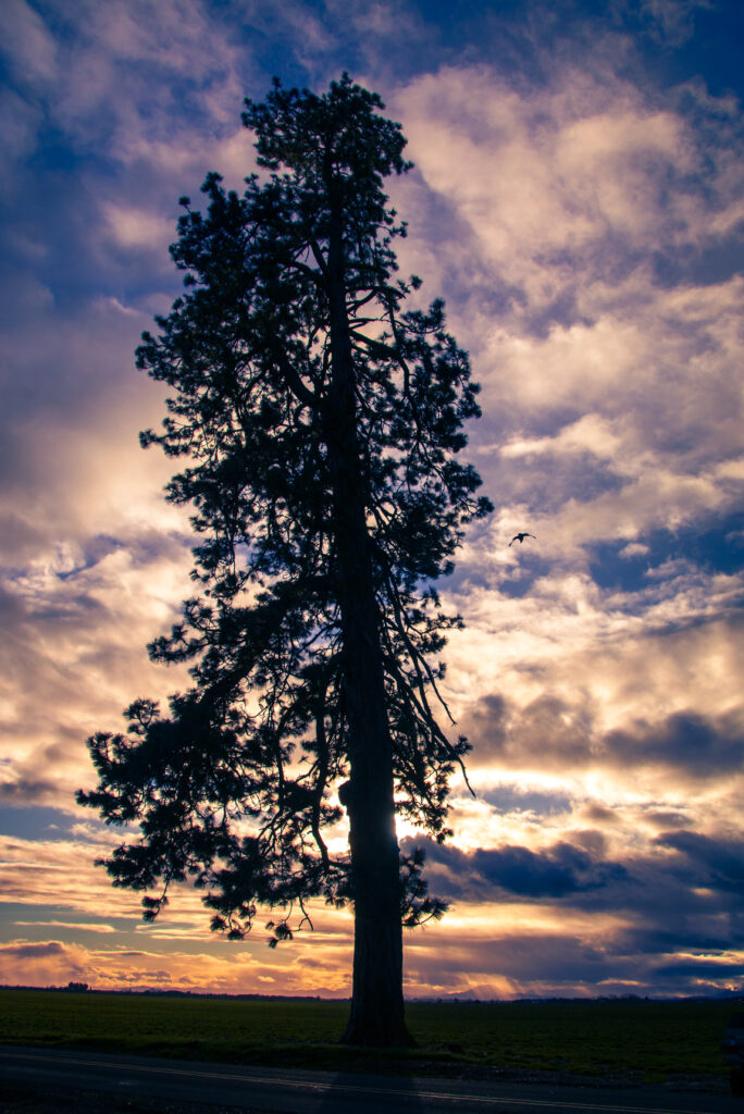 Silhouette of tall tree against vibrant purple orange and blue sky peaceful nature wallpaper background