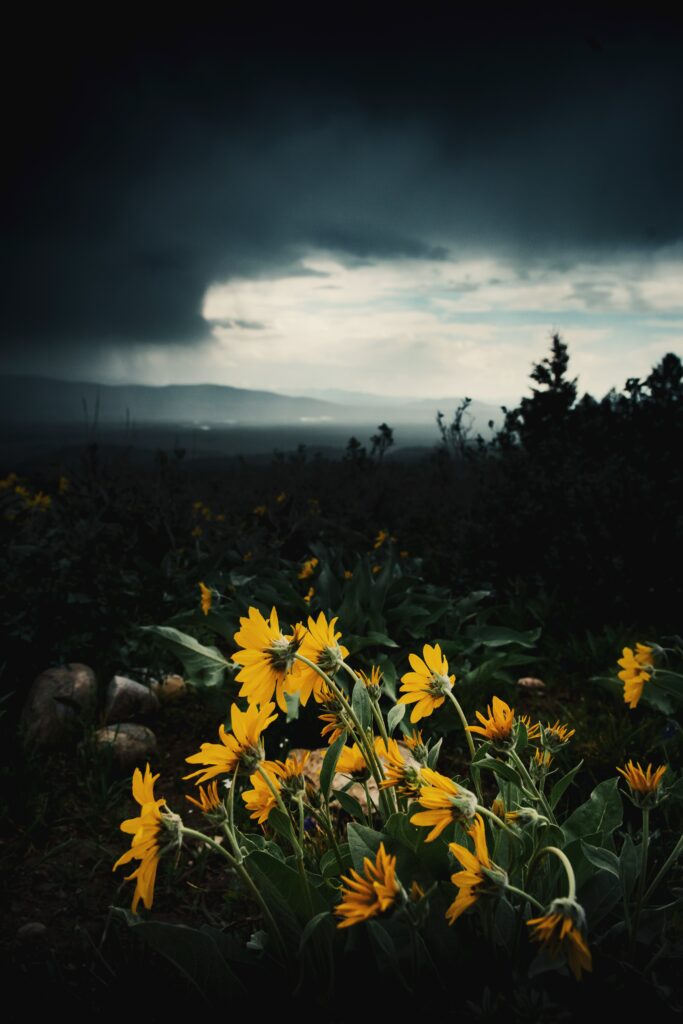 Vibrant Sunflowers Contrast Dark, Ominous Skies: A Dramatic Landscape Wallpaper