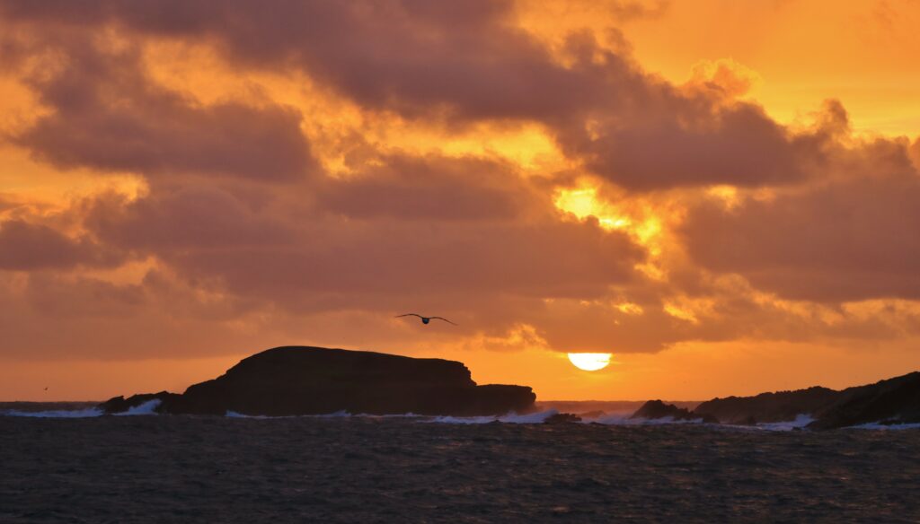 Solitary bird soaring over rugged coastal rocks at golden sunset with vibrant orange sky Wallpaper
