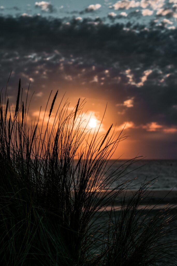 Dramatic sunset over sea with golden rays and silhouetted tall grass in warm muted tones wallpaper