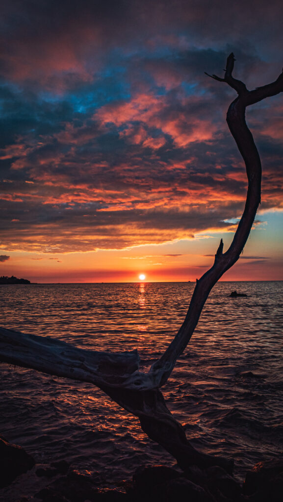 Dramatic sunset over sea with orange purple sky framed by dry twisted tree branch wallpaper background
