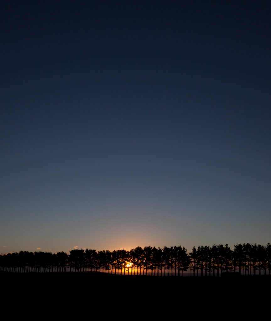 Dramatic sunset with warm orange glow behind tall spruce trees silhouette and deep blue sky Wallpaper