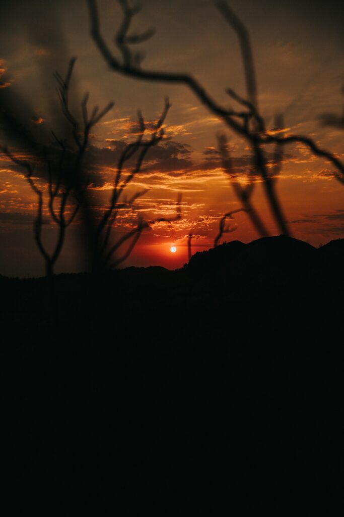 Sunset wallpaper with vibrant orange sky silhouetted branches framing glowing sun serene scene