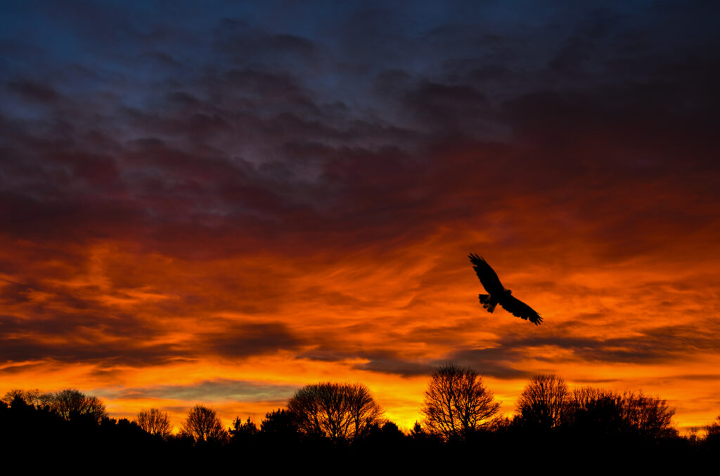 Dramatic sunset wallpaper with deep orange sky dark tree silhouettes and solitary bird soaring freely