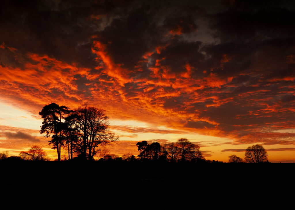 Black tree silhouettes at sunset with vivid orange red hues and dramatic dark clouds wallpaper background
