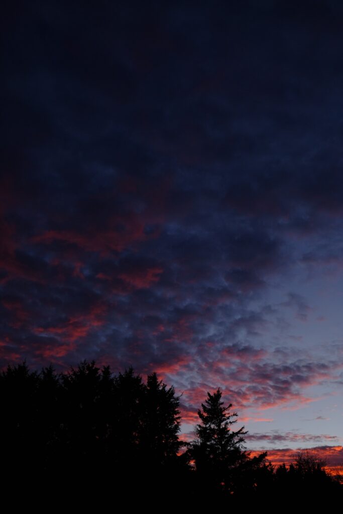 Moody sunset wallpaper with dark tree silhouettes and vibrant pink orange clouds at twilight