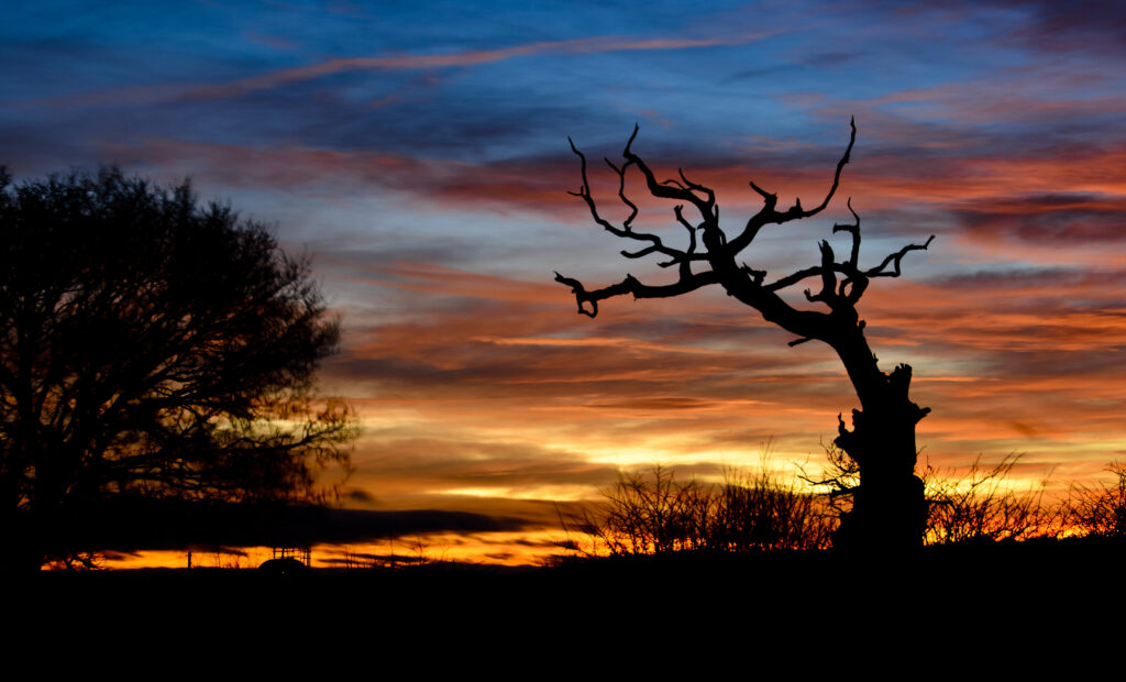 Dramatic sunset wallpaper with vibrant orange red sky and silhouette of twisted bare tree branch