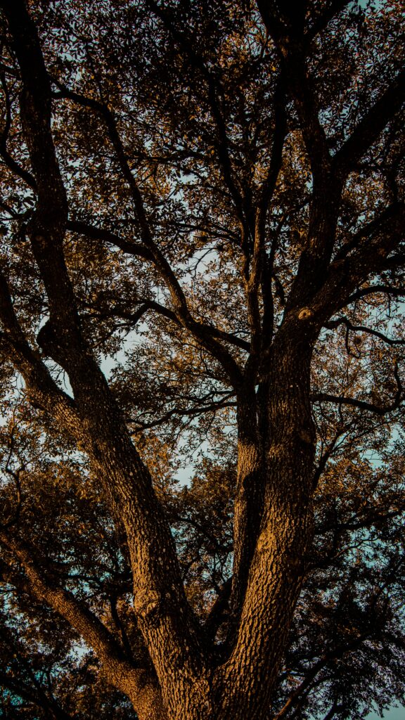 Silhouette of towering tree with sprawling branches and golden sunlight through green leaves wallpaper