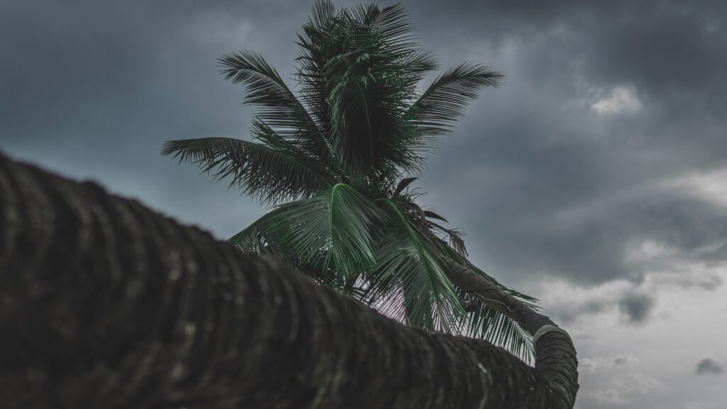 Dramatic tropical palm tree with textured trunk and dark green leaves under moody gray sky wallpaper