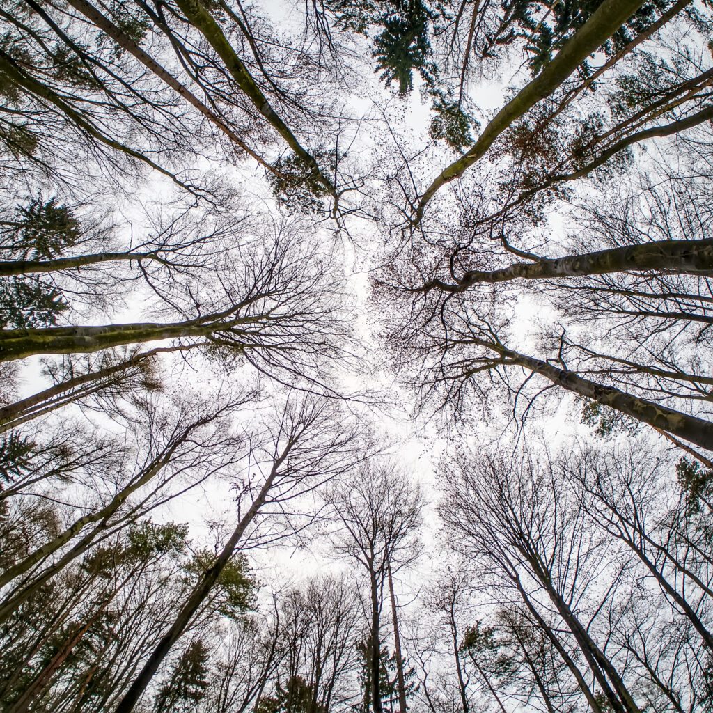 Bottom view of tall bare trees reaching toward pale sky autumn wallpaper background serene nature