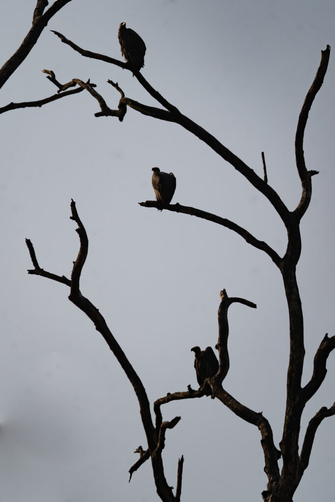 Dramatic Vulture Silhouette on Bare Tree - Contemplative Background Wallpaper
