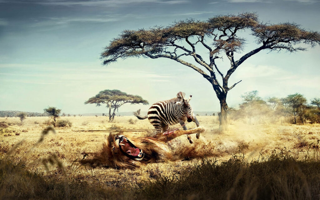 Dramatic African Savanna Wildlife: Lion Roaring at Zebra Wallpaper