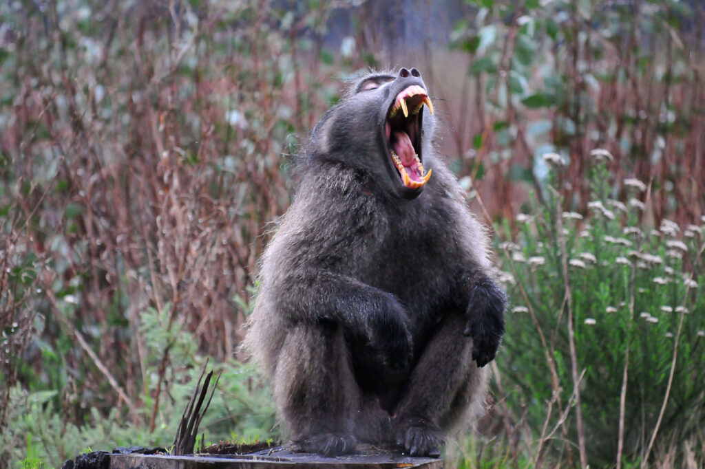 Baboon yawning in lush green habitat wild nature wallpaper background showing raw energy