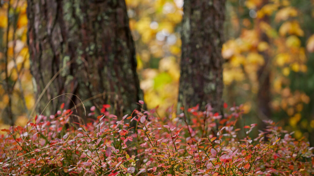 Autumn wallpaper with red leaves slender branches golden fall foliage warm tranquil forest scene