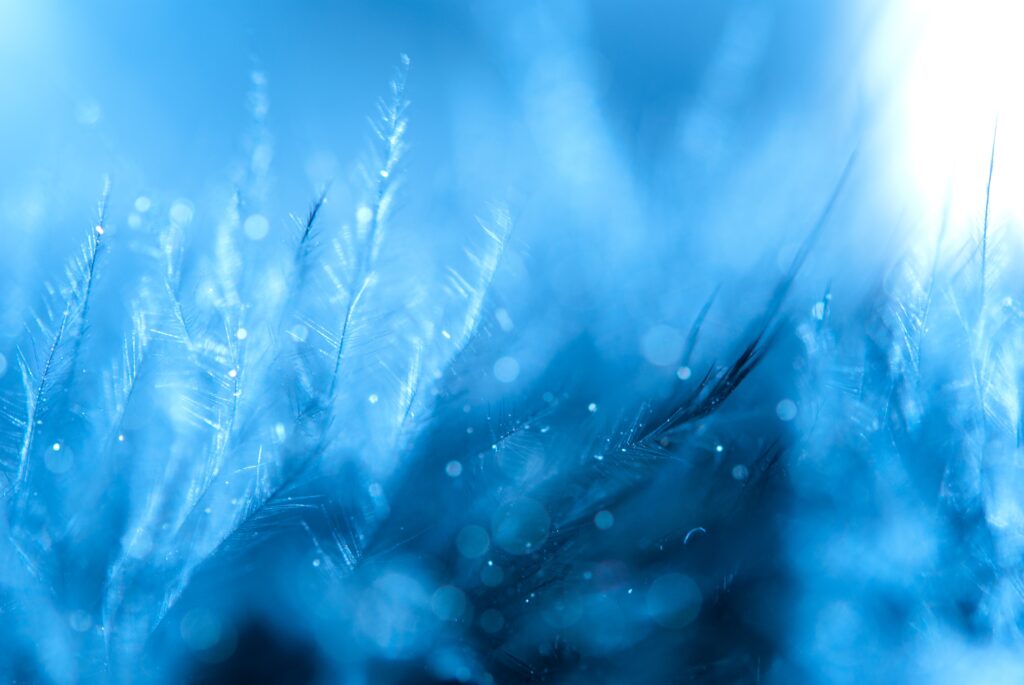 Serene Blue Feathers Wallpaper: Delicate Close-Up with Dreamy Vibes